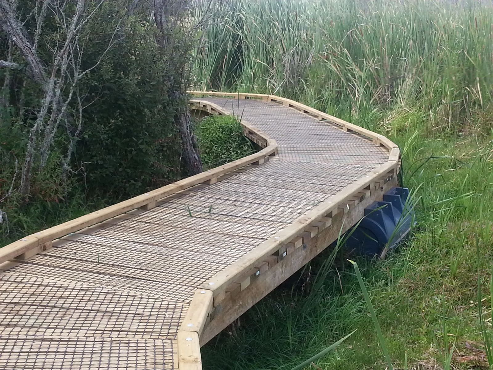 Boardwalk through wetland reeds