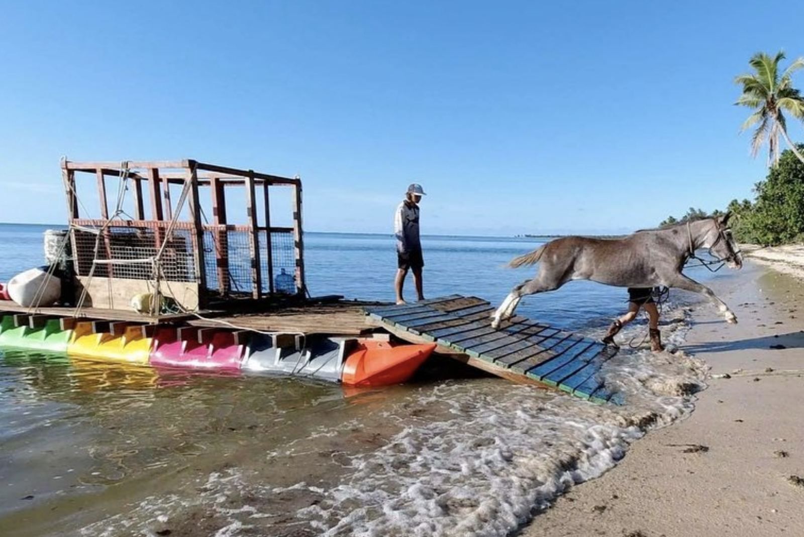 Horse stepping off the Tonga cargo barge onto a beach, multi-coloured pods visible under the deck